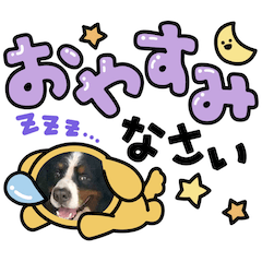 [LINEスタンプ] びすけ物語／mimi24