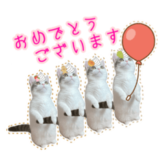 [LINEスタンプ] スイート猫のシルビアさん