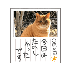 [LINEスタンプ] English/CAT/英語/猫/写真イラストスタンプ