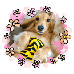 [LINEスタンプ] 我が家の愛犬達2