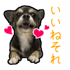 [LINEスタンプ] チワワのミロち5