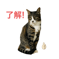 [LINEスタンプ] 猫姉妹の日常