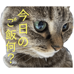 [LINEスタンプ] ウチのちょん。(追加版)