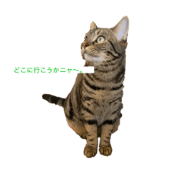 [LINEスタンプ] 〜愛猫のLIFE〜