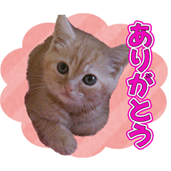 [LINEスタンプ] 茶トラのココ♥