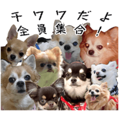 [LINEスタンプ] チワワ教教祖 監修  ちわわず