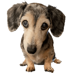 [LINEスタンプ] かわいい犬、ソラ
