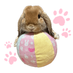 [LINEスタンプ] うさぎ【ホーランドロップ】のなっつくん♂