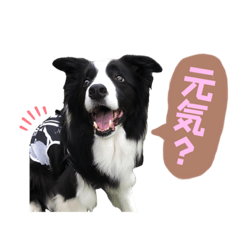 [LINEスタンプ] ボーダーコリー「ポーター」