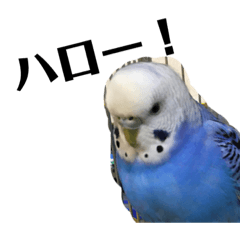 [LINEスタンプ] インコのスタンプ！