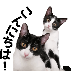 [LINEスタンプ] ハチワレきょうだい猫☆まるね