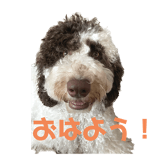 [LINEスタンプ] 犬の毎日4