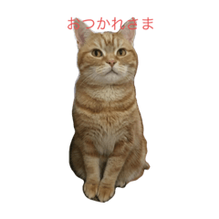 [LINEスタンプ] アメショーのとらじ