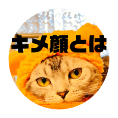 [LINEスタンプ] ミミ様の心の言葉2
