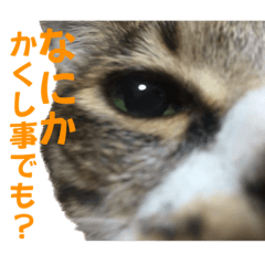 [LINEスタンプ] とらじろう時々てつお