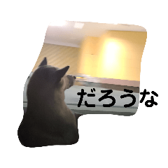 [LINEスタンプ] 白柴ふくの日常(だな編)