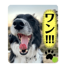 [LINEスタンプ] ボーダーコリーの林檎なのは