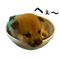 [LINEスタンプ] あいたかkids