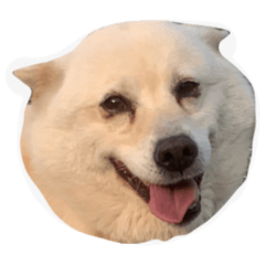 [LINEスタンプ] バニラのスタンプ（たまにヤギ）