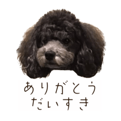 [LINEスタンプ] Thanks mahalo