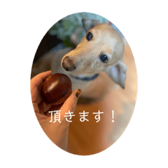 [LINEスタンプ] 大人アルバ！
