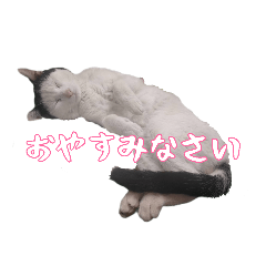 [LINEスタンプ] 猫ネコねこ〜のスタンプ(3)