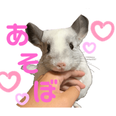[LINEスタンプ] チンチラfam