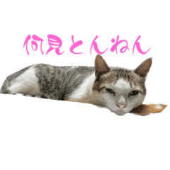 [LINEスタンプ] 我が家のわんにゃんスタンプ！