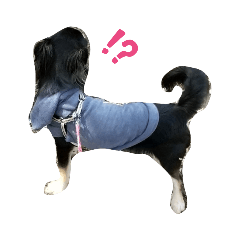 [LINEスタンプ] 犬のチョコくん10