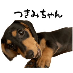 [LINEスタンプ] うちの可愛い愛犬つきみちゃんスタンプ