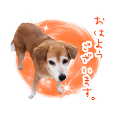 [LINEスタンプ] どんな時も犬と暮らす♪