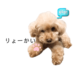 [LINEスタンプ] ちっちゃいプードルしゅくるちゃん1の画像（メイン）