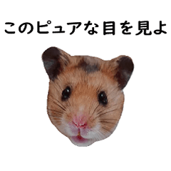 [LINEスタンプ] 実写版ピュアな目をしたハムスター