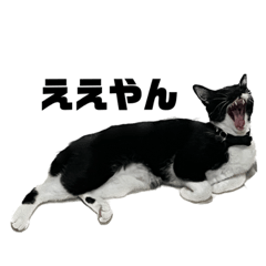 [LINEスタンプ] ちゃもちゃスタンプ