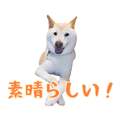 [LINEスタンプ] チロルルのスタンプ④