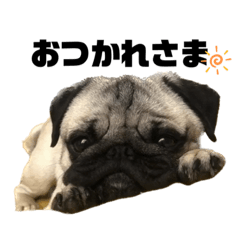 [LINEスタンプ] パグのししのすけ3