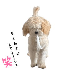 [LINEスタンプ] まるぷー・ココア（日常・あいさつ）part1