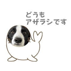 [LINEスタンプ] ボーダコリー「てて」