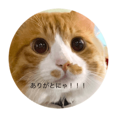 [LINEスタンプ] 可愛いすぎる犬と猫