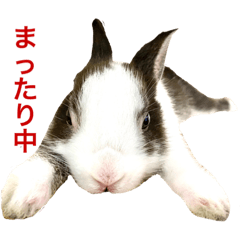 [LINEスタンプ] ミニうさぎのダッチ②
