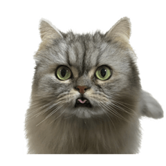 [LINEスタンプ] 愛猫リリたん