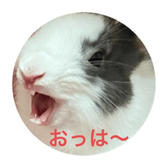 [LINEスタンプ] ミニうさぎのダッチ