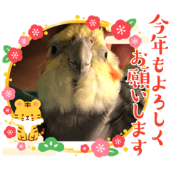 [LINEスタンプ] オカメインコ 小梅ちゃん 四季