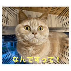 [LINEスタンプ] しふぉんさん⑦