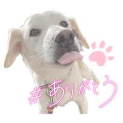 [LINEスタンプ] ANIMAL❜s