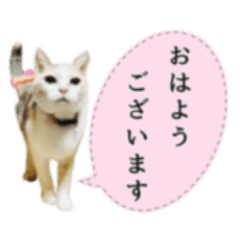 [LINEスタンプ] 可愛い M cats その3