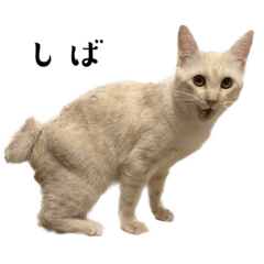 [LINEスタンプ] ねこぉぉぉ3