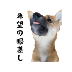 [LINEスタンプ] ここ＆こはく2