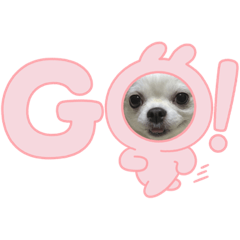 [LINEスタンプ] U^ェ^UワンワンU^ェ^U