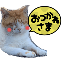 [LINEスタンプ] ぶうにゃんのスタンプ